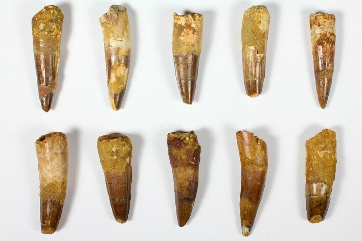 Lot: , Bargain Spinosaurus Teeth - Pieces #126259